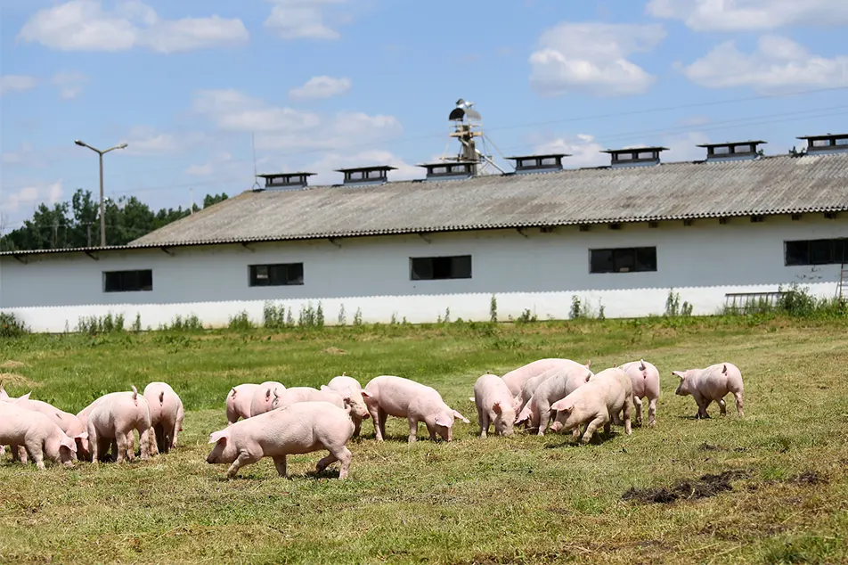 Moderní prasečí farma, ne tyto 6 prasat zařízení