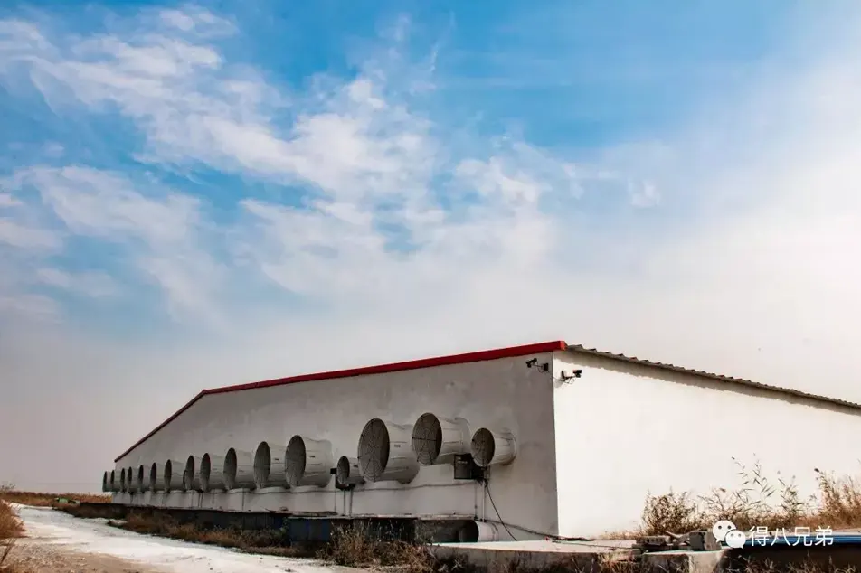 Jak ušetřit na účtech za elektřinu na prasečí farmě o 50 %