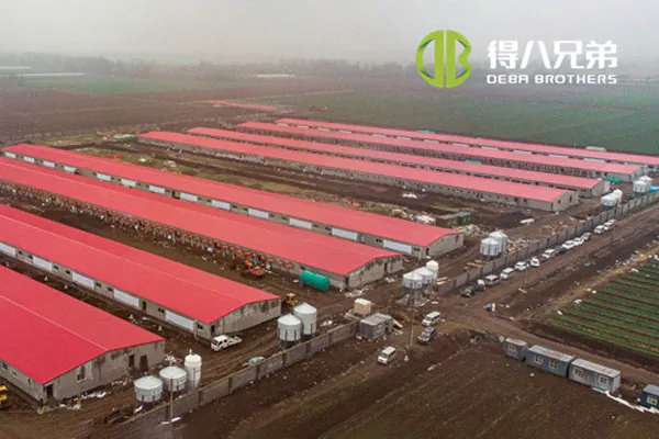 ãProjekt plné linieã Farma prasnic Shandong Zhucheng4800