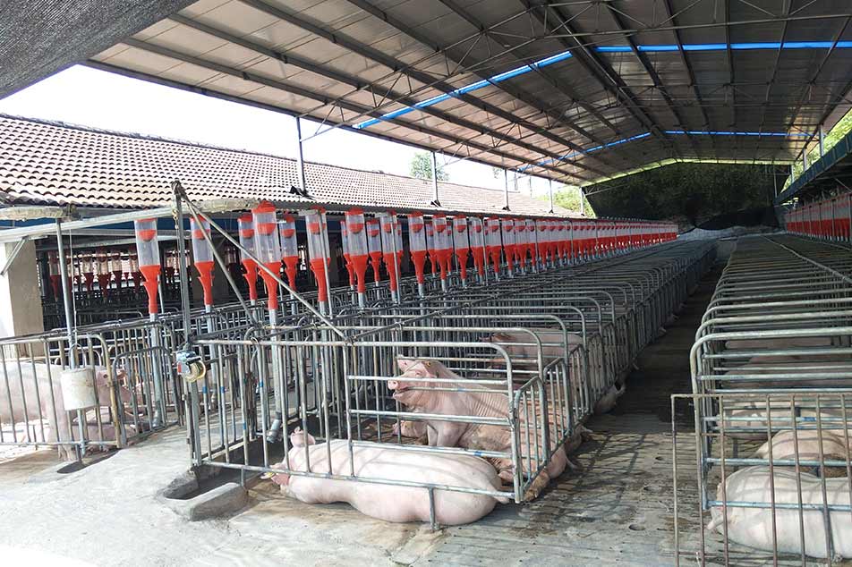 Jak vybrat správnou gestační bednu pro vaši prasečí farmu