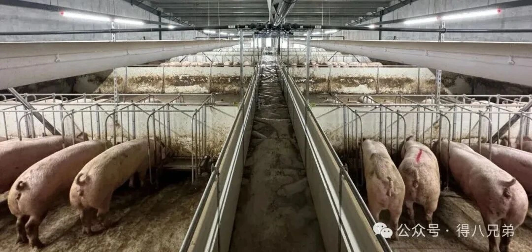 Místní suroviny: Základní synergie a hodnotové výhody tekutého krmení na farmách prasat