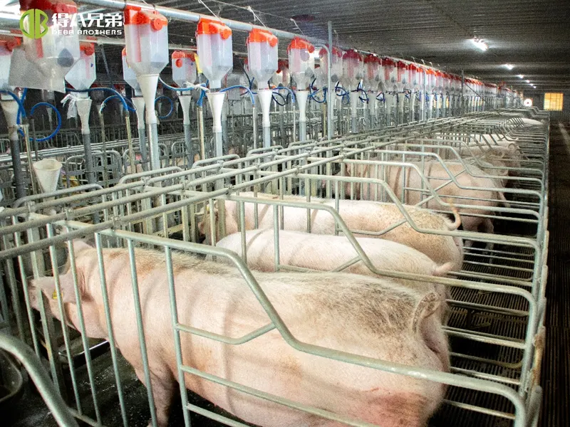 Řízení ventilace vepřína: od běžných chyb k vědeckým řešením – komplexní průvodce