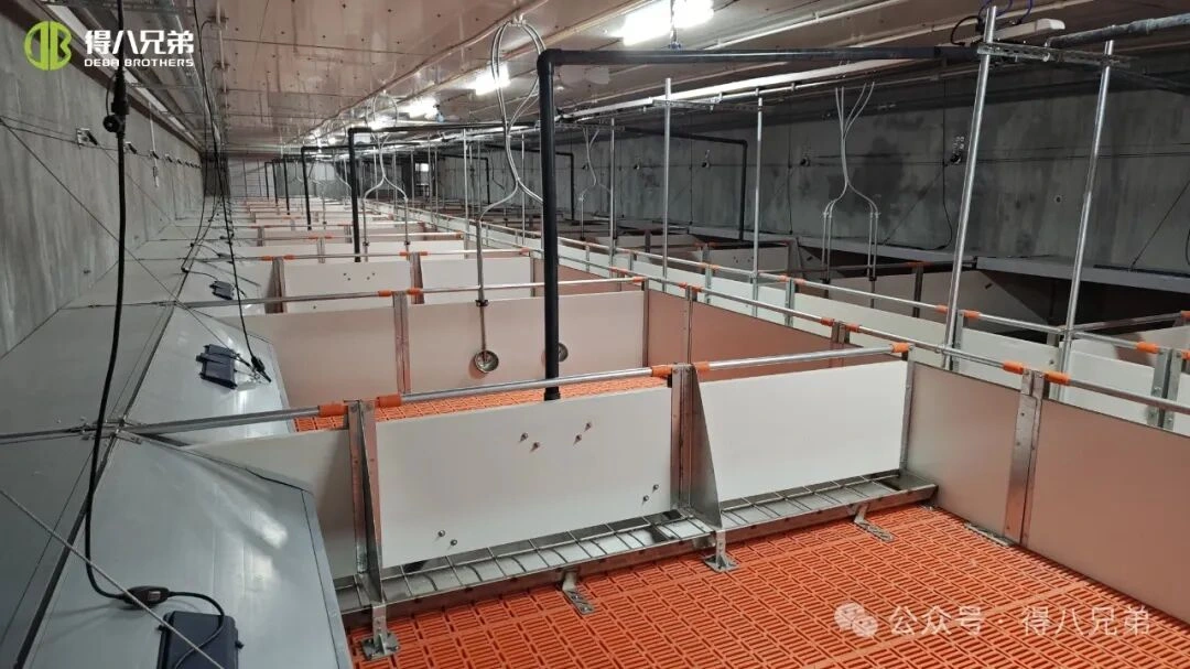 Prevence a řízení tepelného stresu na prasečích farmách během horkého počasí