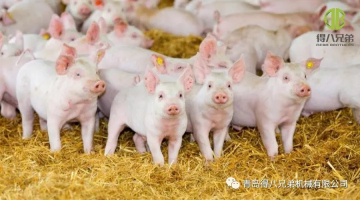 Zlepšení dobrých životních podmínek zvířat na farmě prasat – čínské vydání