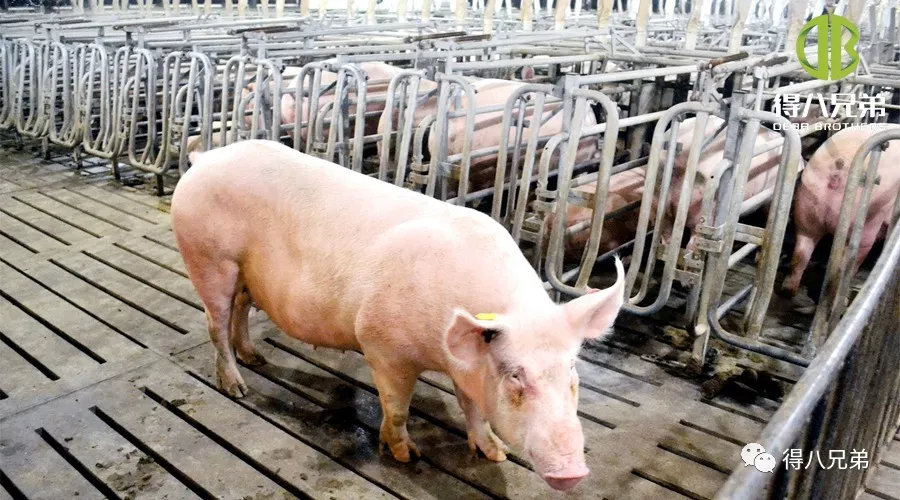 Účinky fermentovaného krmiva na březí prasnice