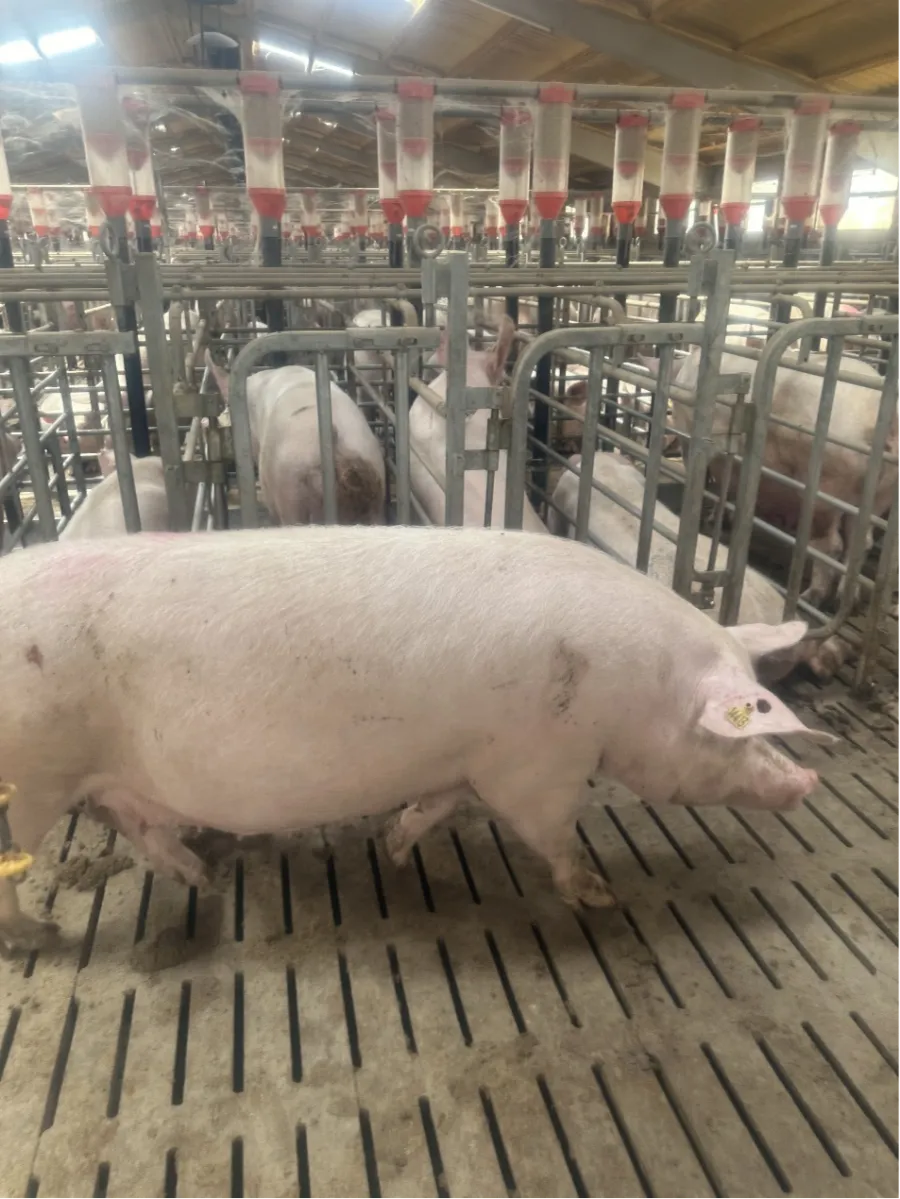 Společnost Debabrother provádí zpáteční návštěvu klienta ve Španělsku