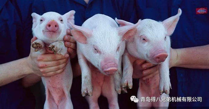 pig farming