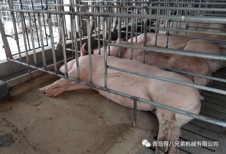 pig farming