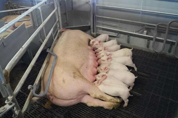 Global Pig Price Recovery Strengthens Farm Equipment Investment Confidence